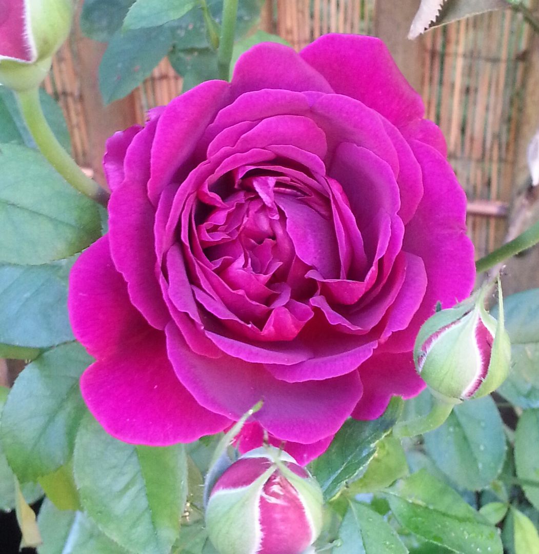  photo 20140727_084429-1_zpscgihg3cp.jpg